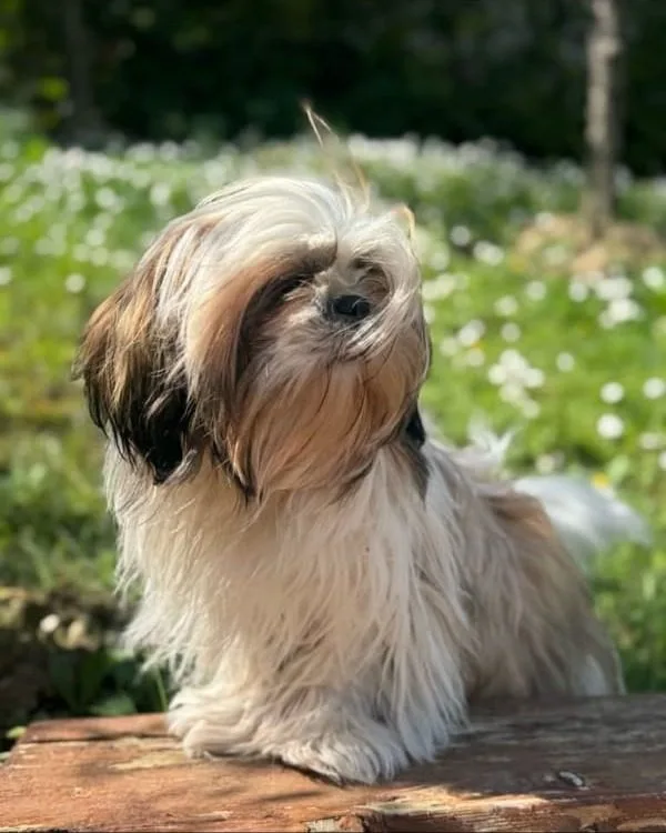 Cocker Spaniel Inglese adulto