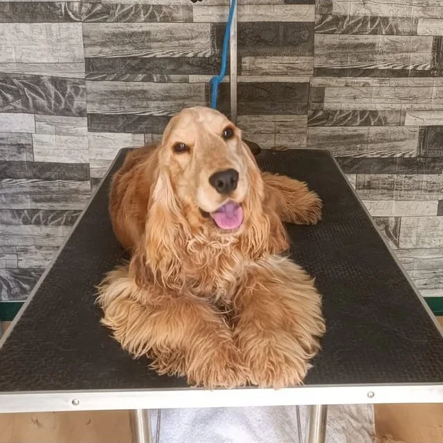 Cocker Spaniel dopo la toelettatura