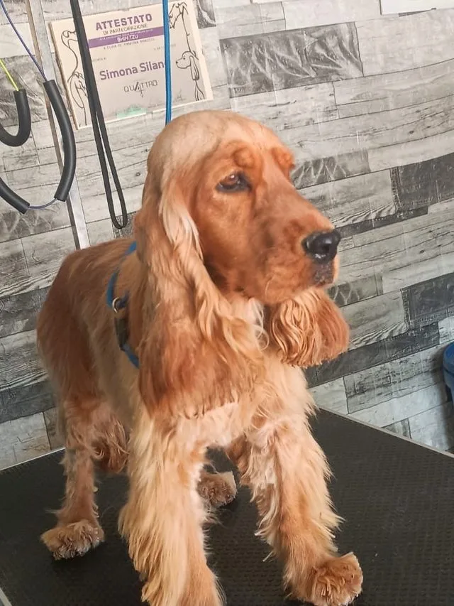 Cucciolo di Cocker Spaniel che gioca