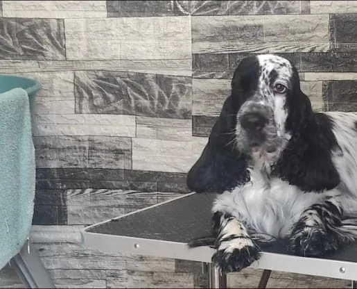 Cucciolo di Shih Tzu
