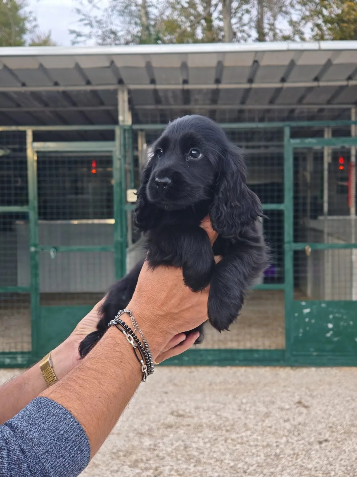 Cucciolo di Cocker Spaniel nero dell'allevamento Casa Petrone