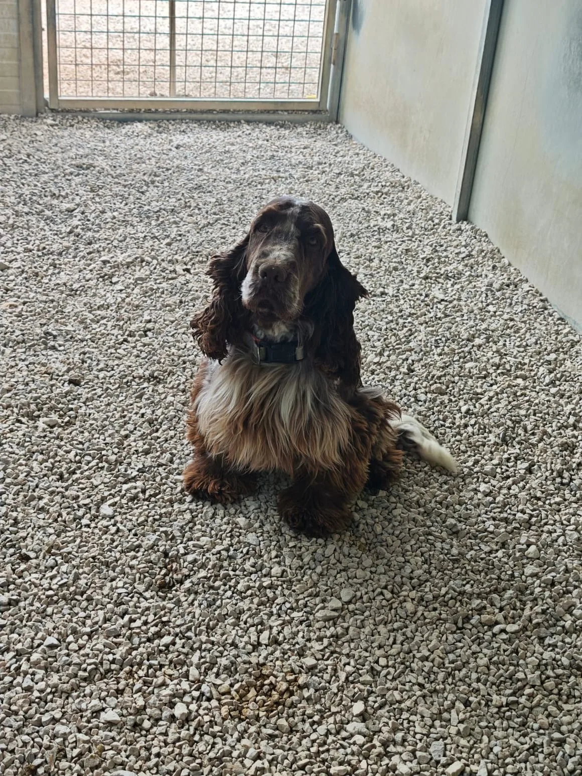 I recinti esterni dell'allevamento Cuccioli di Casa Petrone