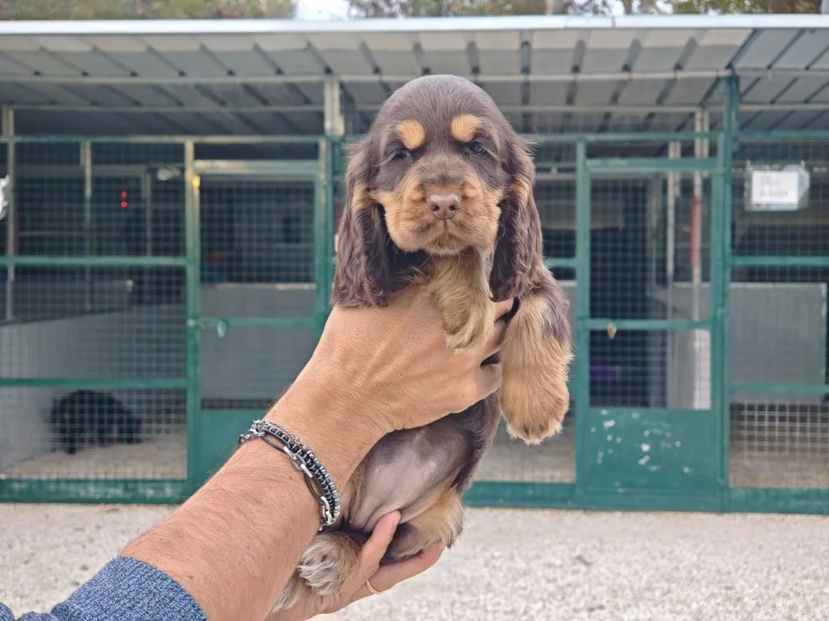 Cucciolo di Cocker Spaniel tenuto in braccio all'allevamento