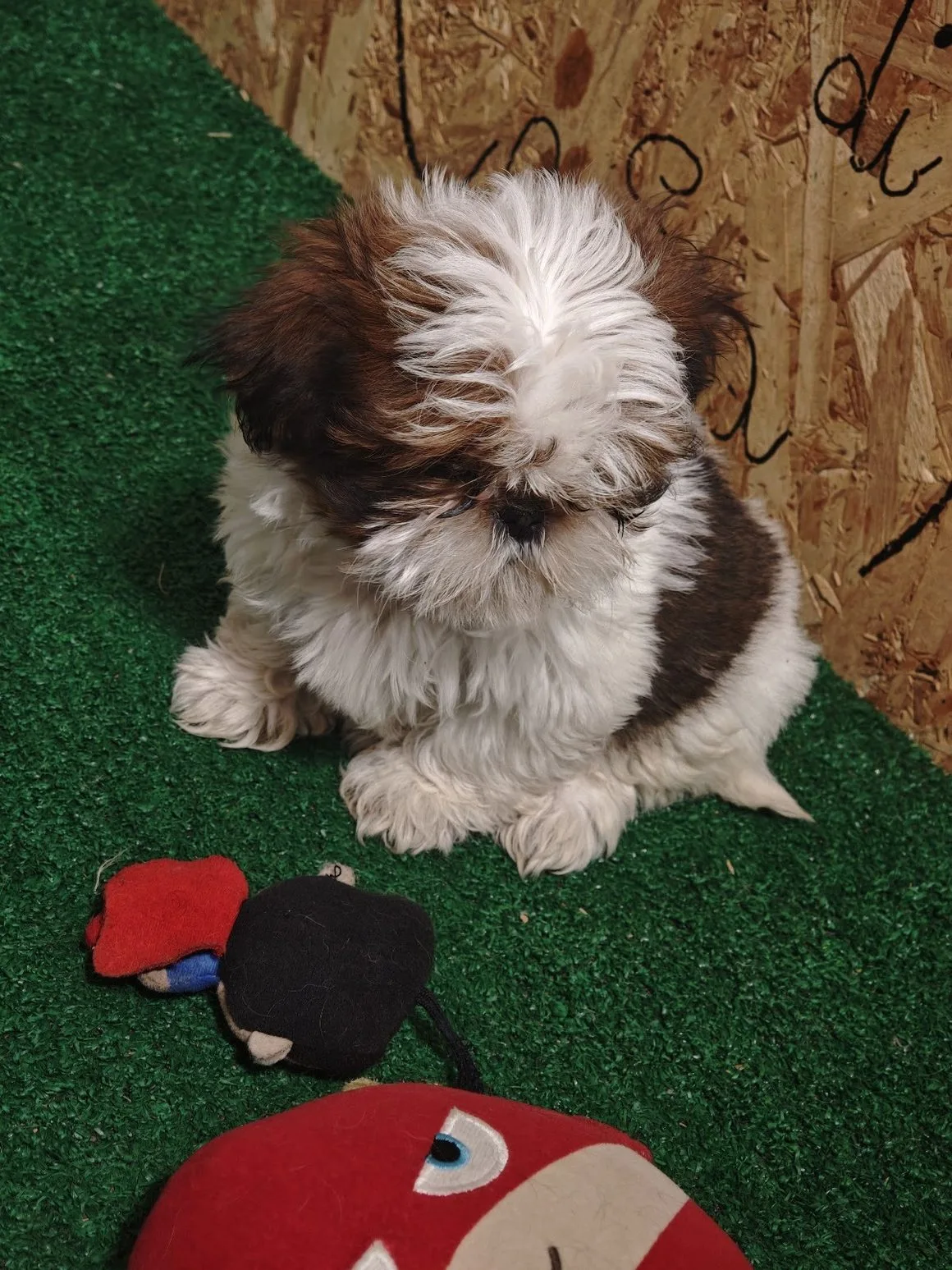 Cucciolo di Shih Tzu dell'allevamento Casa Petrone